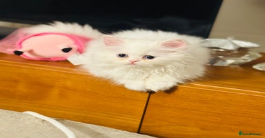 Persian cats - Advert 2