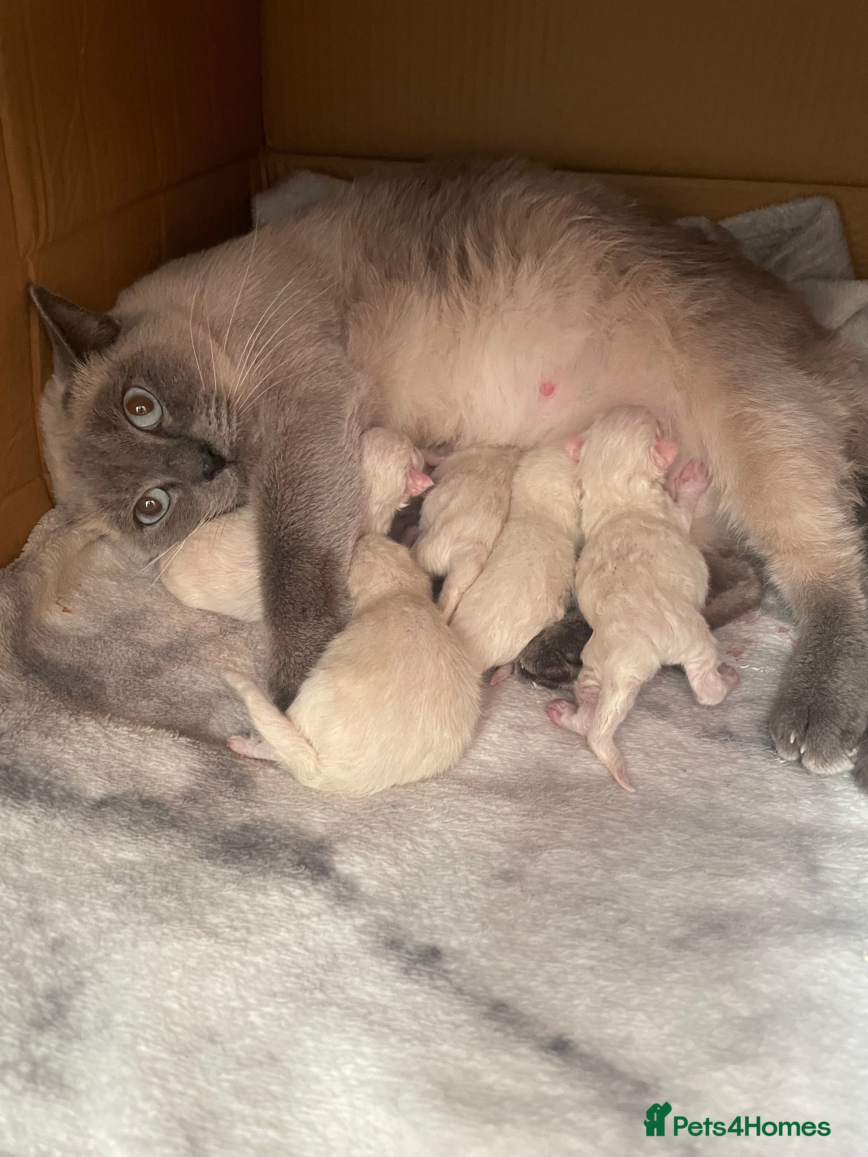 Ragdoll cats ✨ 6 Adorable Ragdoll Kittens – 3 Girls & 3 Boys! - Advert 2