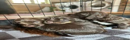 Cocker Spaniel dogs for sale: Working cocker spaniel puppies kc reg in Brough - Advert 15