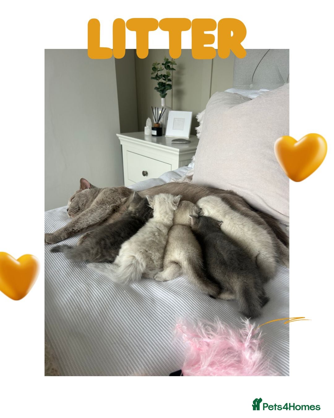 Scottish Fold cats for sale: 🐾 Stunning Scottish Fold Kittens - Ready Soon!🐾 - Image 16