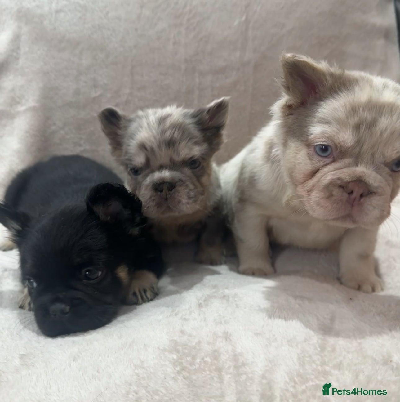 French Bulldog dogs RARE FLUFFY FRENCHIES! LAST 3 LEFT!!!! - Advert 13