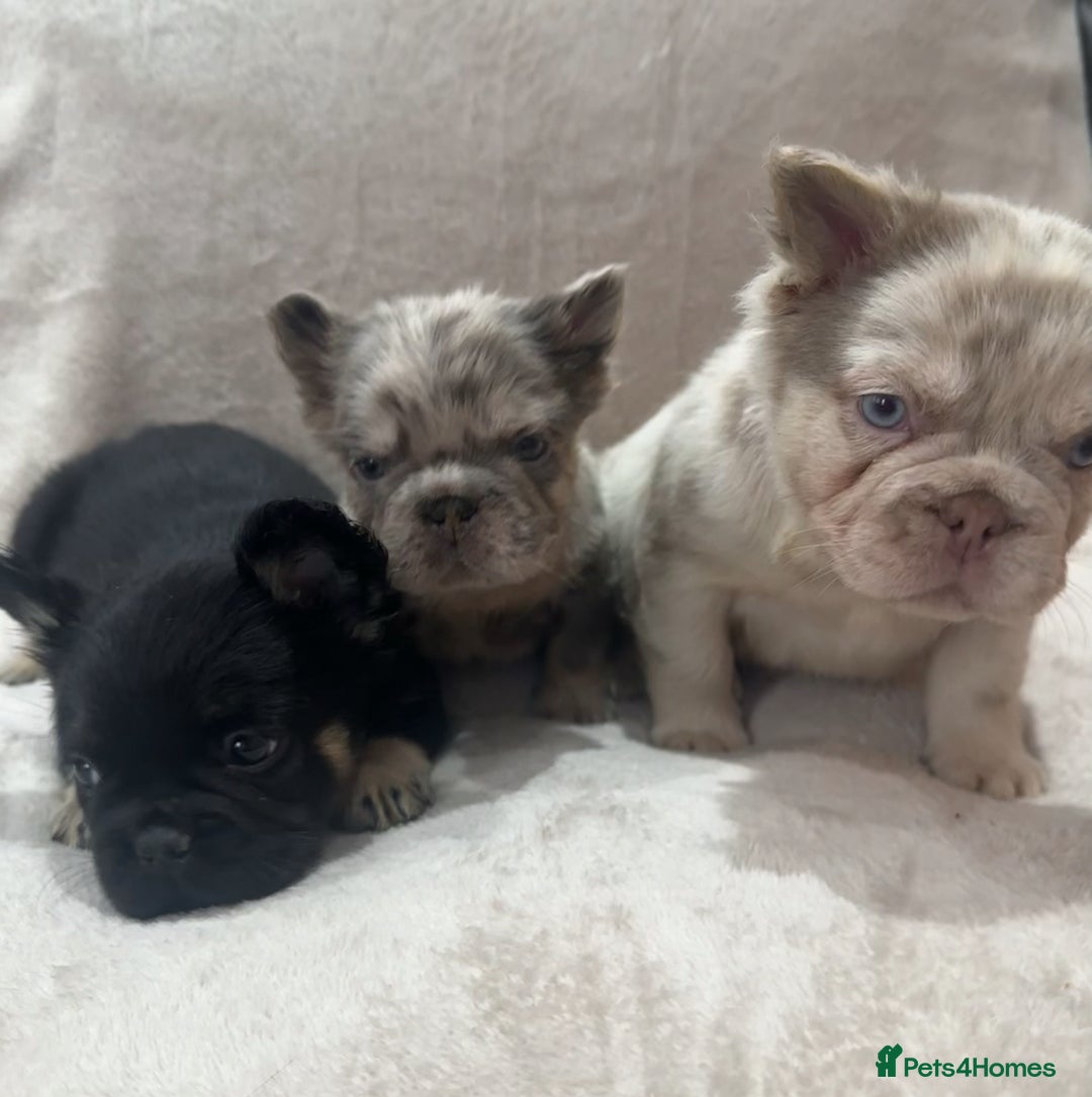 French Bulldog dogs for sale: RARE FLUFFY FRENCHIES! LAST 3 LEFT!!!! - Advert 1