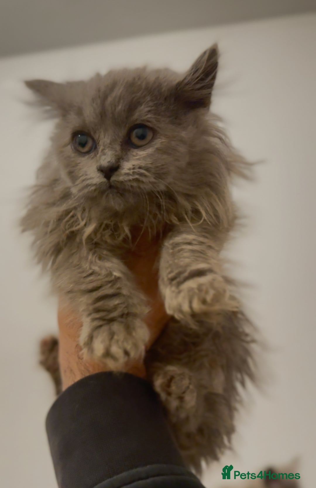 British Longhair cats for sale: Adorable British Longhair Kittens Ready Now! - Advert 8