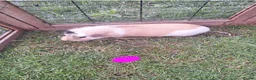 Guinea Pig rodents for sale: Male and female guinea pigs for sale  - Advert 6