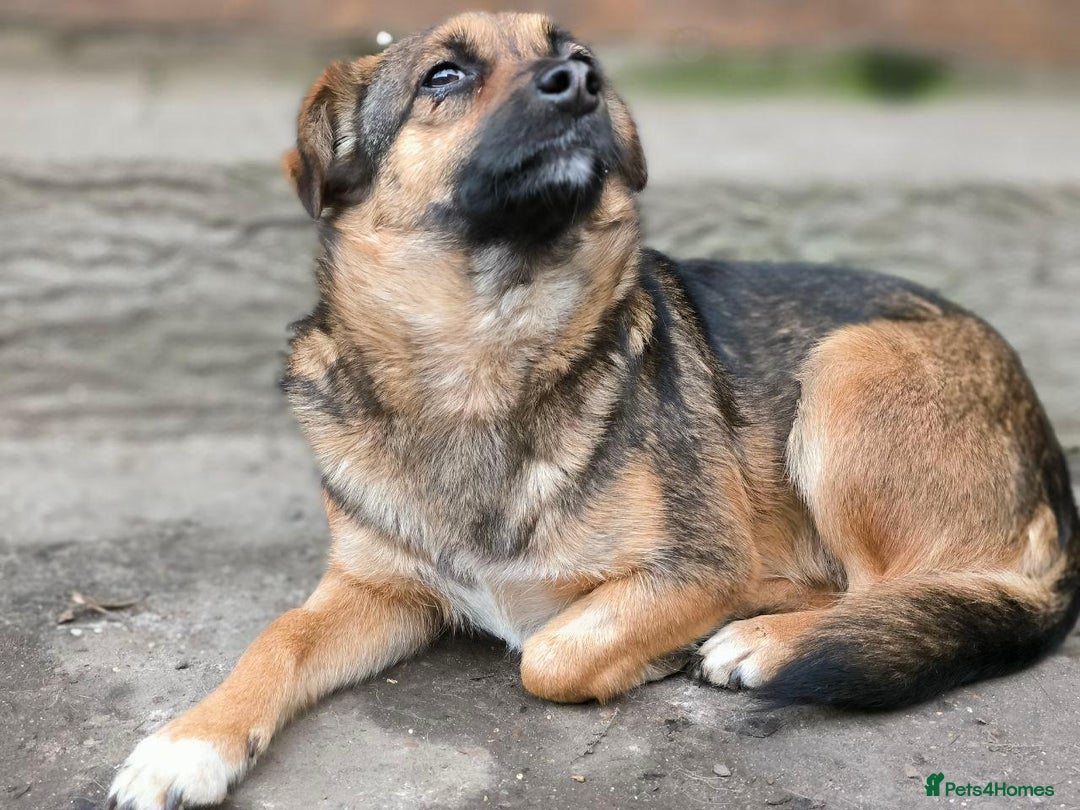 Mixed Breed dogs for adoption: 💖🐶 CHILLY 🐶💖 - Advert 8