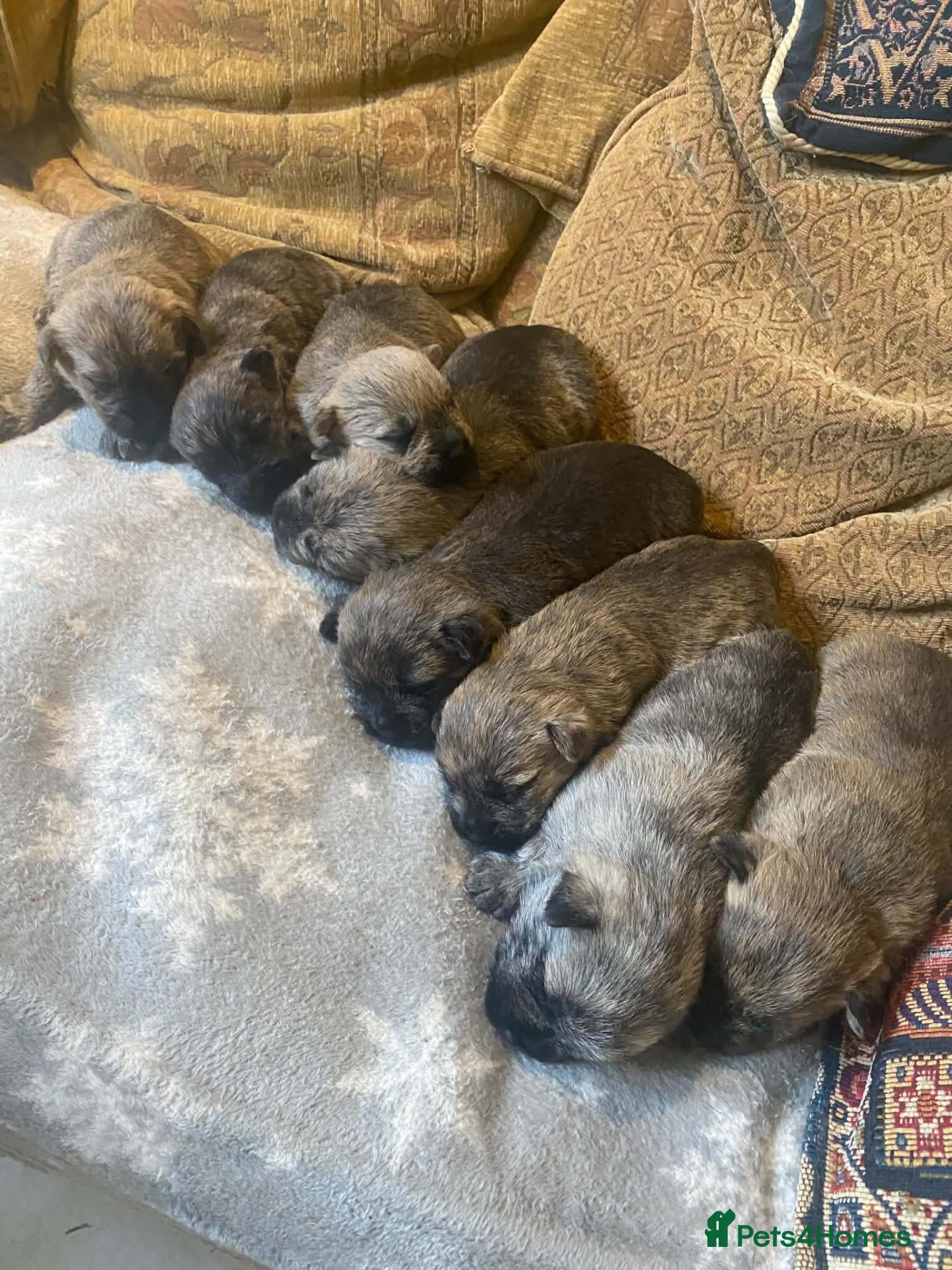 Cairn Terrier dogs for sale: KC reg cairn terrier puppies - Advert 2