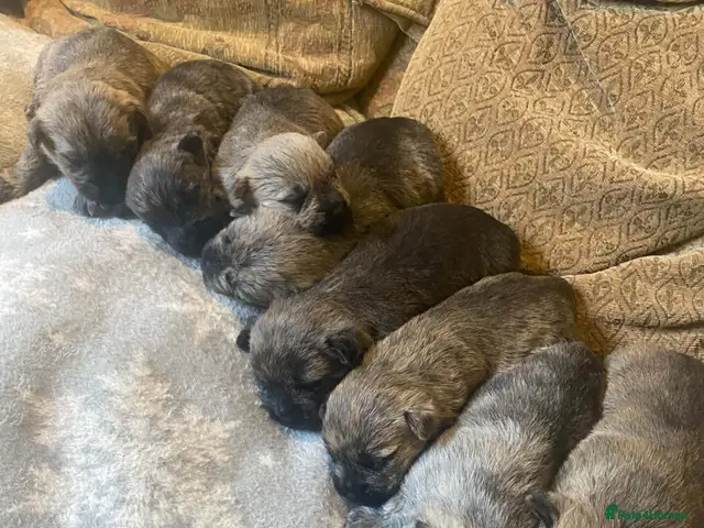 Cairn Terrier dogs for sale: KC reg cairn terrier puppies - Advert 2