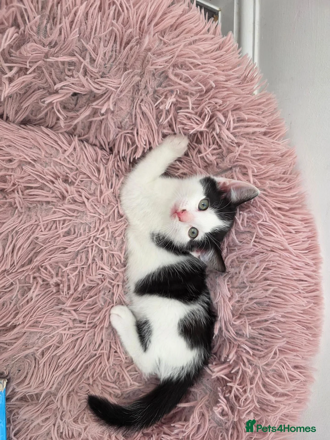 Mixed Breed cats for sale: Black & white male kitten - Advert 2