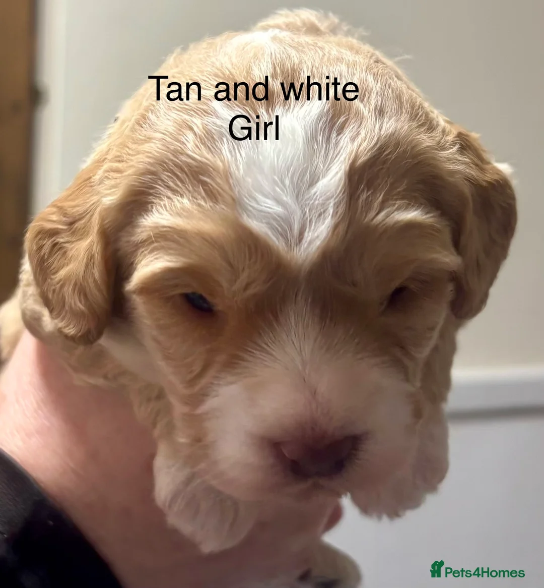 Cockapoo dogs for sale: Cockerpoo puppies  - Advert 11