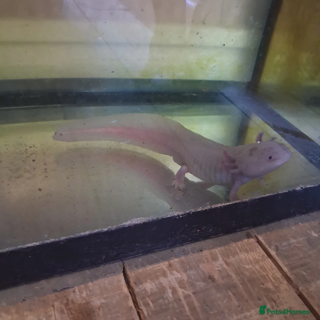 Axolotl reptiles for sale: Male axolotl for rehoming! in Brighton - Advert 1
