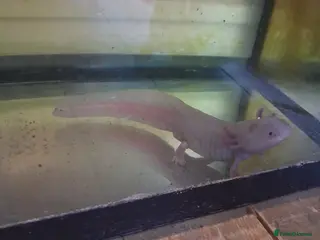 Axolotl reptiles Male axolotl for rehoming! - Advert 1