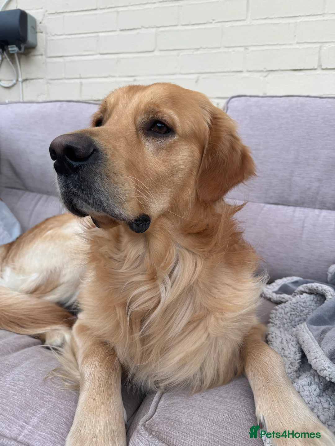 Golden Retriever dogs for stud: Proven Golden Retriever for Stud kC registered  in Doncaster - Advert 2