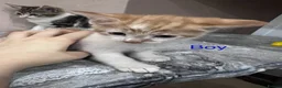 Mixed Breed cats for sale: Kittens 🐾💕 - Advert 4