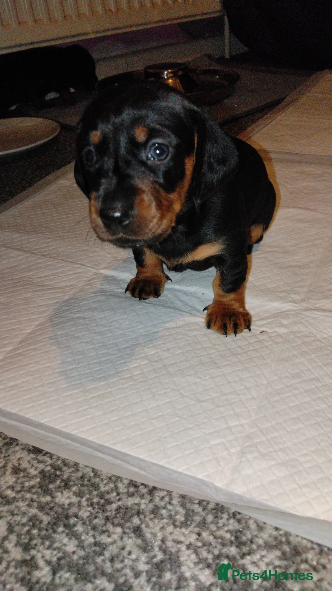 Dachshund dogs for sale: Dachshund Wire and Smooth  - Advert 5
