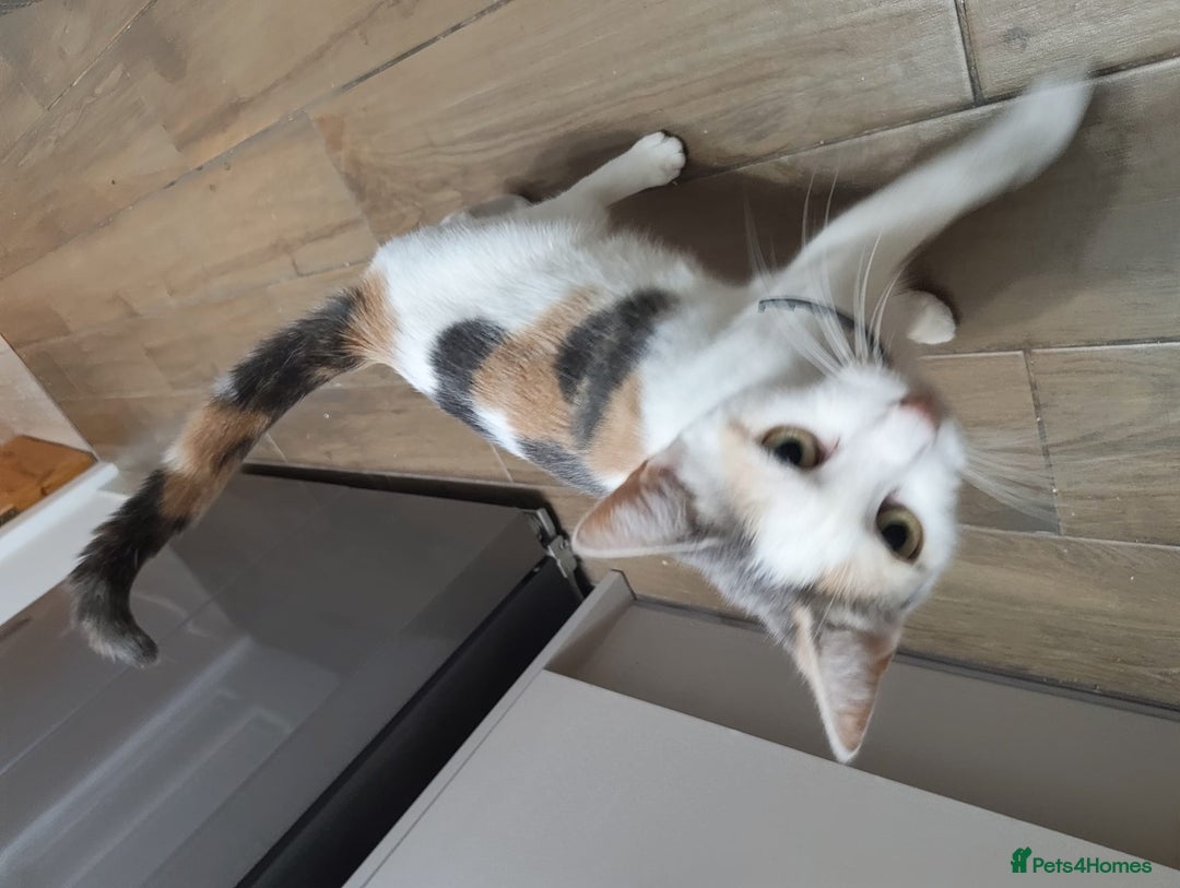 Mixed Breed cats for sale: Adorable Female Cat for Sale - Image 2