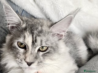 Maine Coon cats 🐾💛5 Sweet Maine Coons looking for forever home💛 - Advert 3