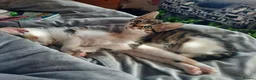 Mixed Breed cats for sale: Three Kittens for sale in Bath - Advert 12