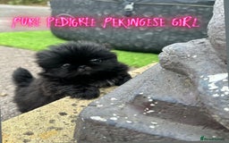 Pekingese dogs for sale: LAST PEKINGESE GIRL AVAILABLE FULLY VACCINATED - Image 13