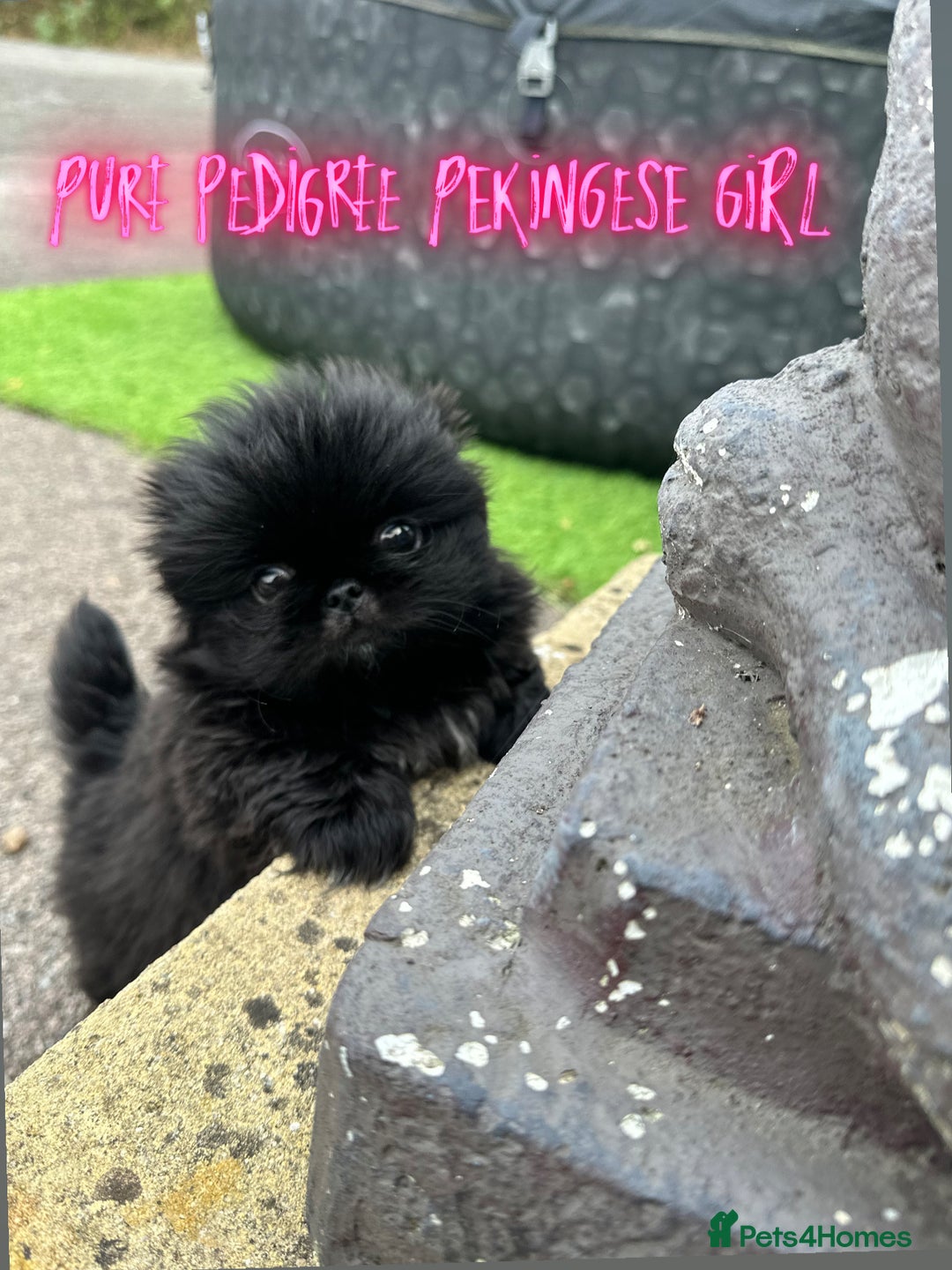 Pekingese dogs for sale: LAST PEKINGESE GIRL AVAILABLE FULLY VACCINATED - Image 13