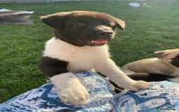 Akita dogs for sale: READY TO LEAVE American Akita puppies  in Newport - Image 5