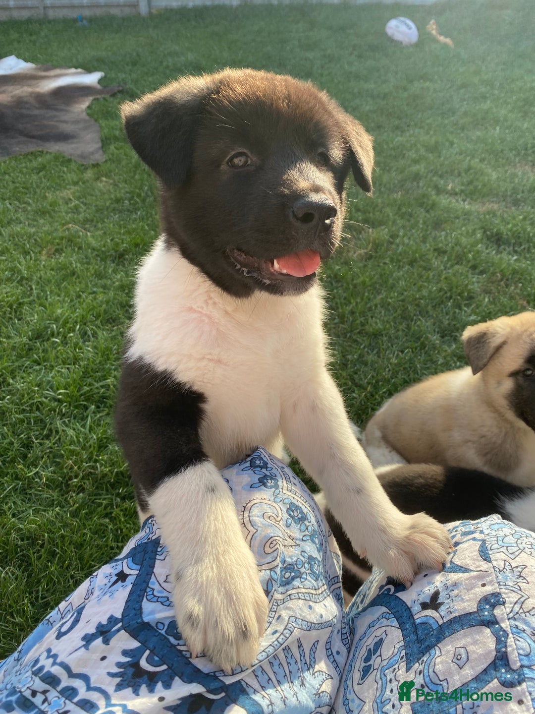 Akita dogs for sale: READY TO LEAVE American Akita puppies  in Newport - Image 5