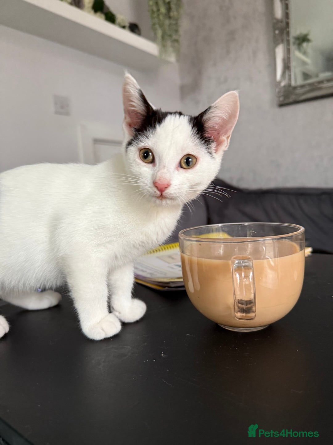 Mixed Breed cats for sale: 7 kittens for sale  - Image 9