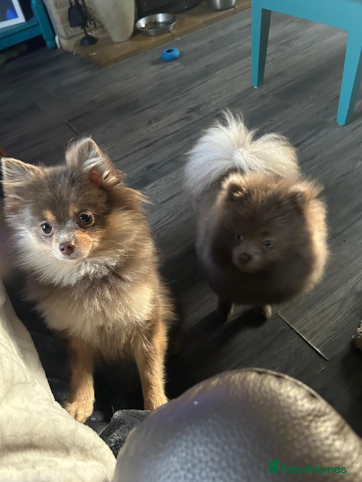 Pomeranian dogs Beautiful rare pomeranians  - Advert 4