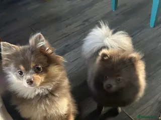 Pomeranian dogs Beautiful rare pomeranians - Advert 1