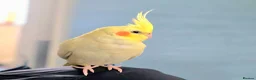 Cockatiels birds for sale: One Yr old female cockatiel  - Advert 2