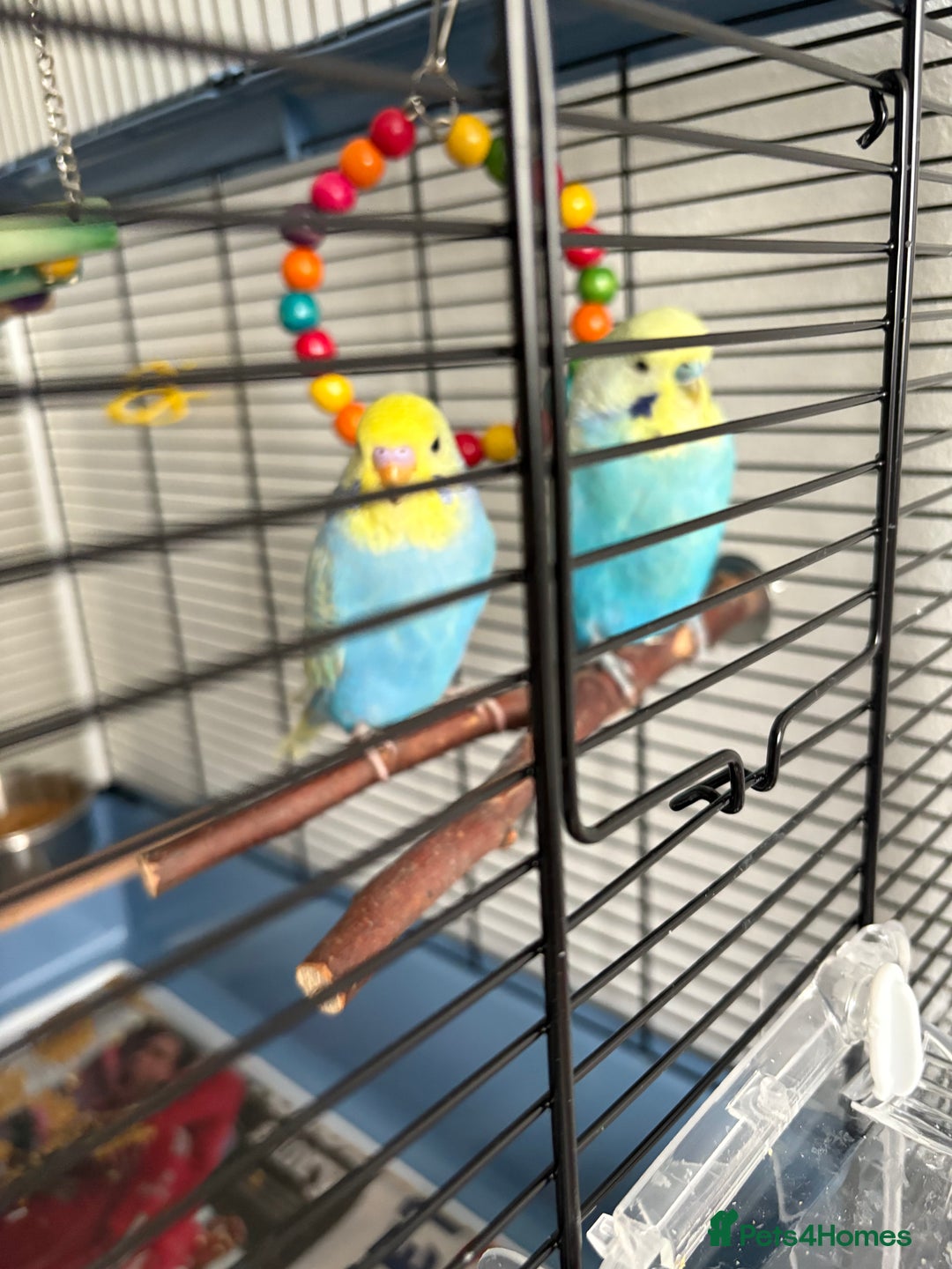 Budgerigars birds for sale: 2 beautiful semi tamed Budgie - Advert 1
