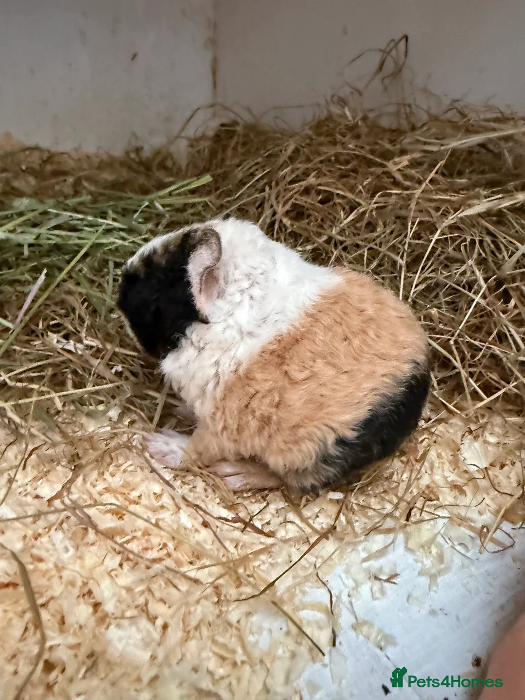 Guinea Pig rodents for sale: Teddy guinea pigs  - Advert 24