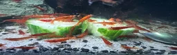 Shrimps fish for sale: Red cherry shrimp in Ryton - Advert 4