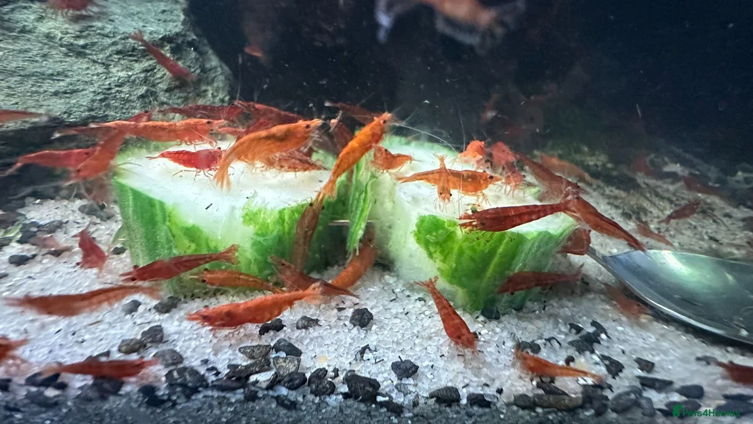 Shrimps fish for sale: Red cherry shrimp in Ryton - Advert 4