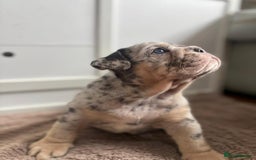 English Bulldog dogs for sale: Beautiful English Bulldog Puppies - Image 1