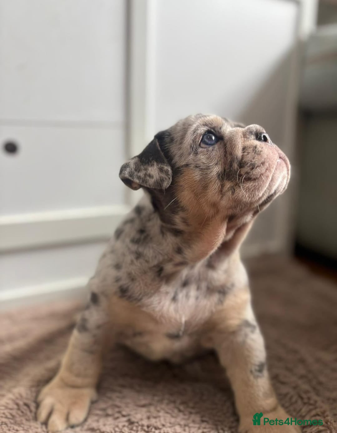 English Bulldog dogs for sale: Beautiful English Bulldog Puppies - Image 1