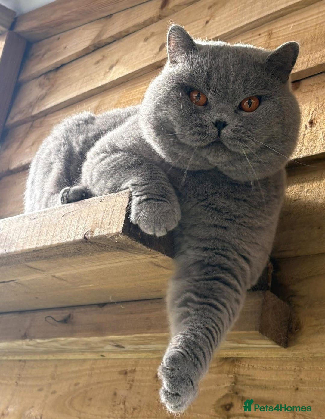 British Shorthair cats for sale: Lovely BSH  - Advert 5