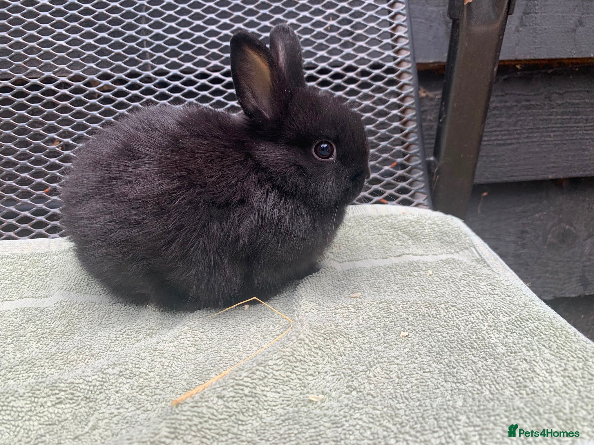 Netherland Dwarf rabbits Netherland Dwarf Rabbits available now - Advert 13