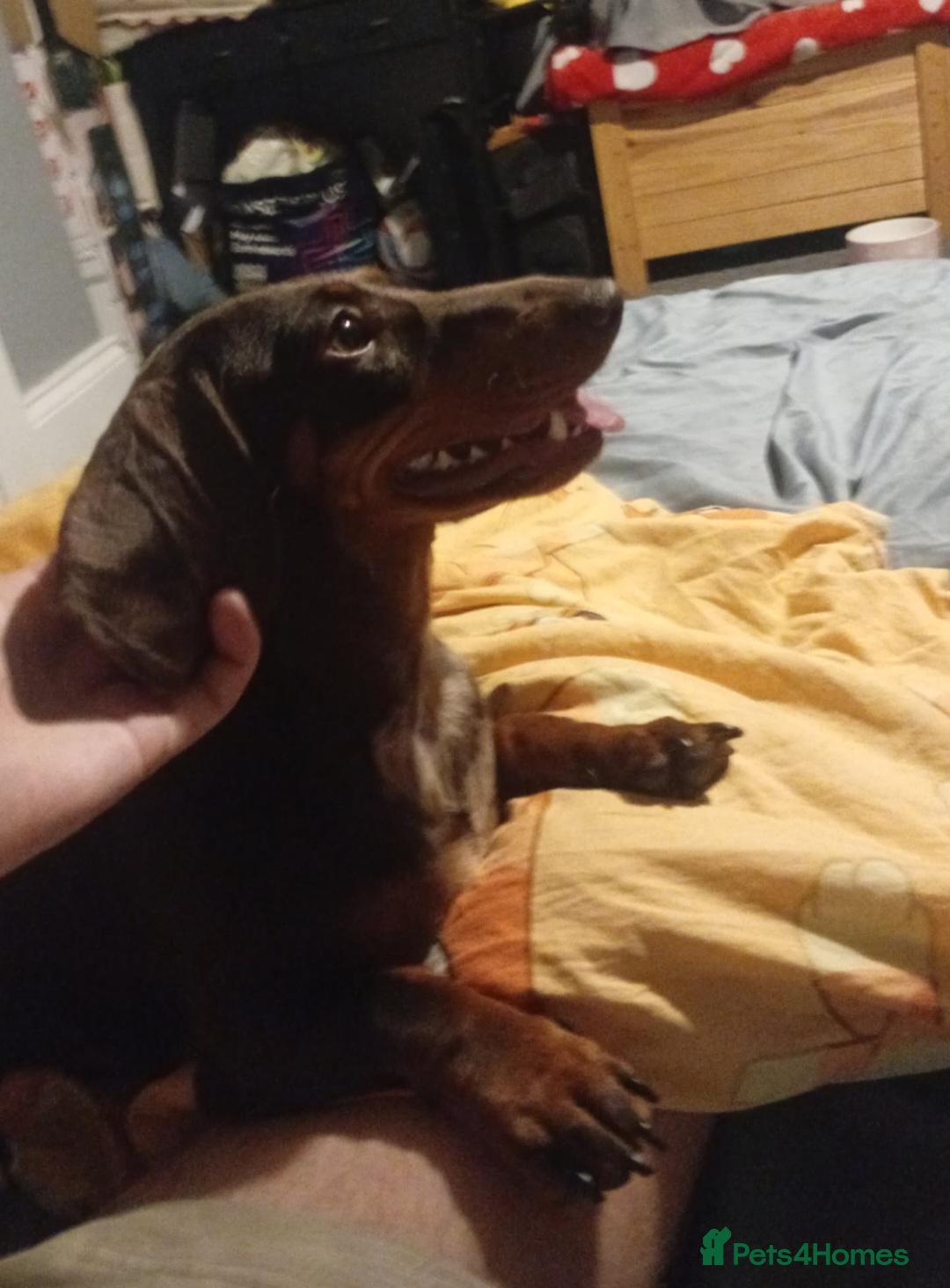 Dachshund dogs 1yr old miniture dachshund - Advert 3
