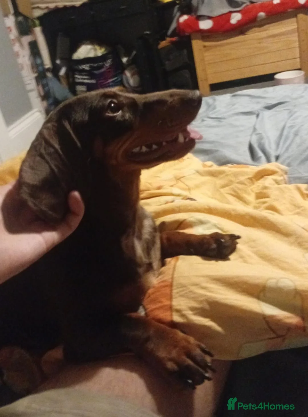 Dachshund dogs for sale: 1yr old miniture dachshund - Advert 1
