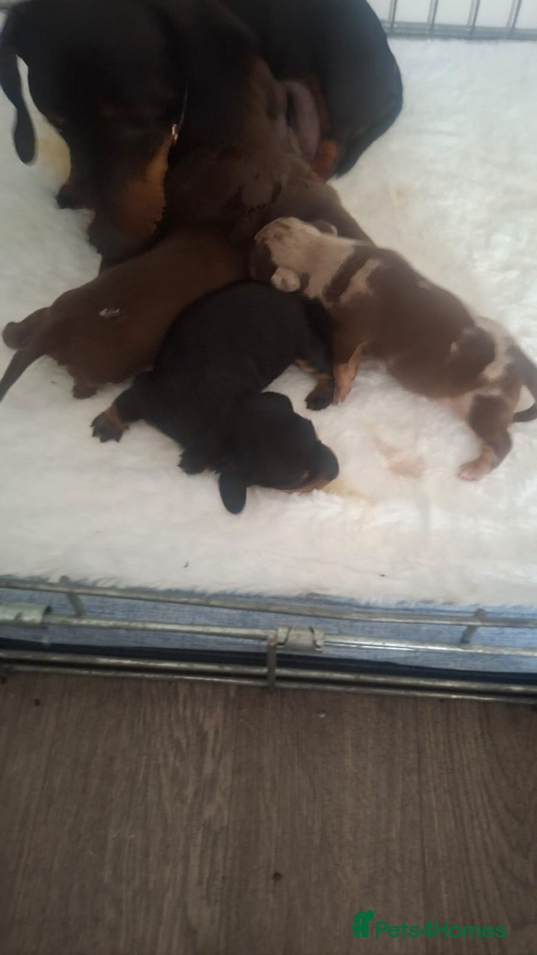 Dachshund dogs for sale: Puppies  - Image 6