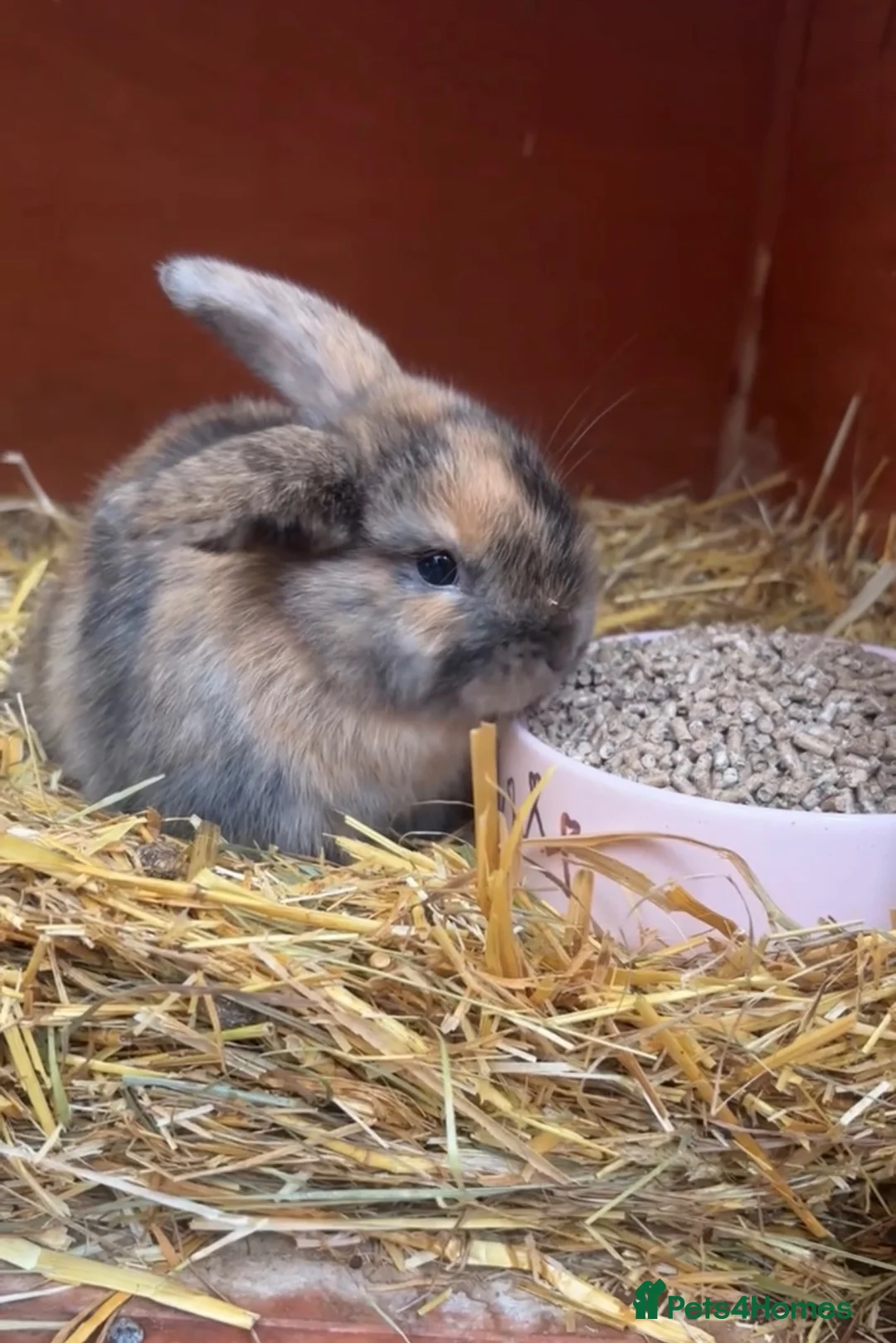 Mini Lop rabbits for sale: Pure bred mini lop baby - Advert 2