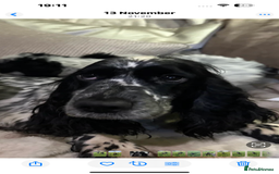 Cockapoo dogs for sale: Roan and sable cockapoos - Advert 1