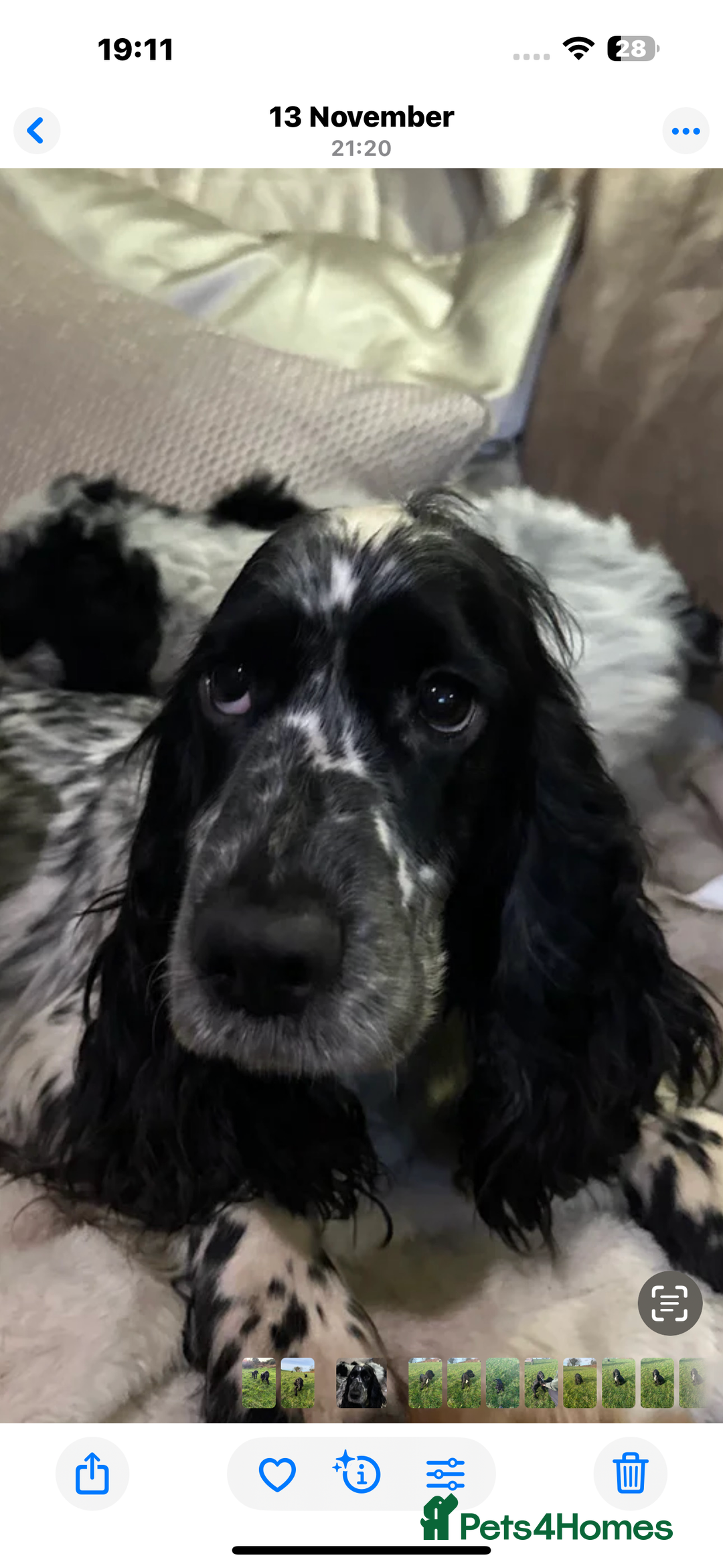 Cockapoo dogs for sale: Roan and sable cockapoos - Advert 1