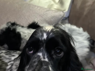 Cockapoo dogs Roan and sable cockapoos - Advert 1