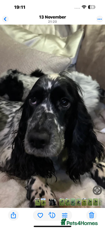 Cockapoo dogs Roan and sable cockapoos - Advert 1