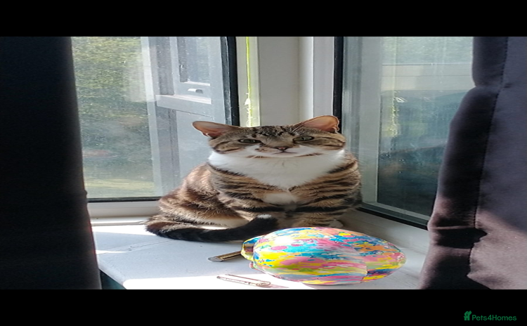 Bengal cats - Advert 14