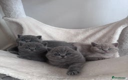 British Shorthair cats for stud: Champion British shorthair  in Derby - Image 7