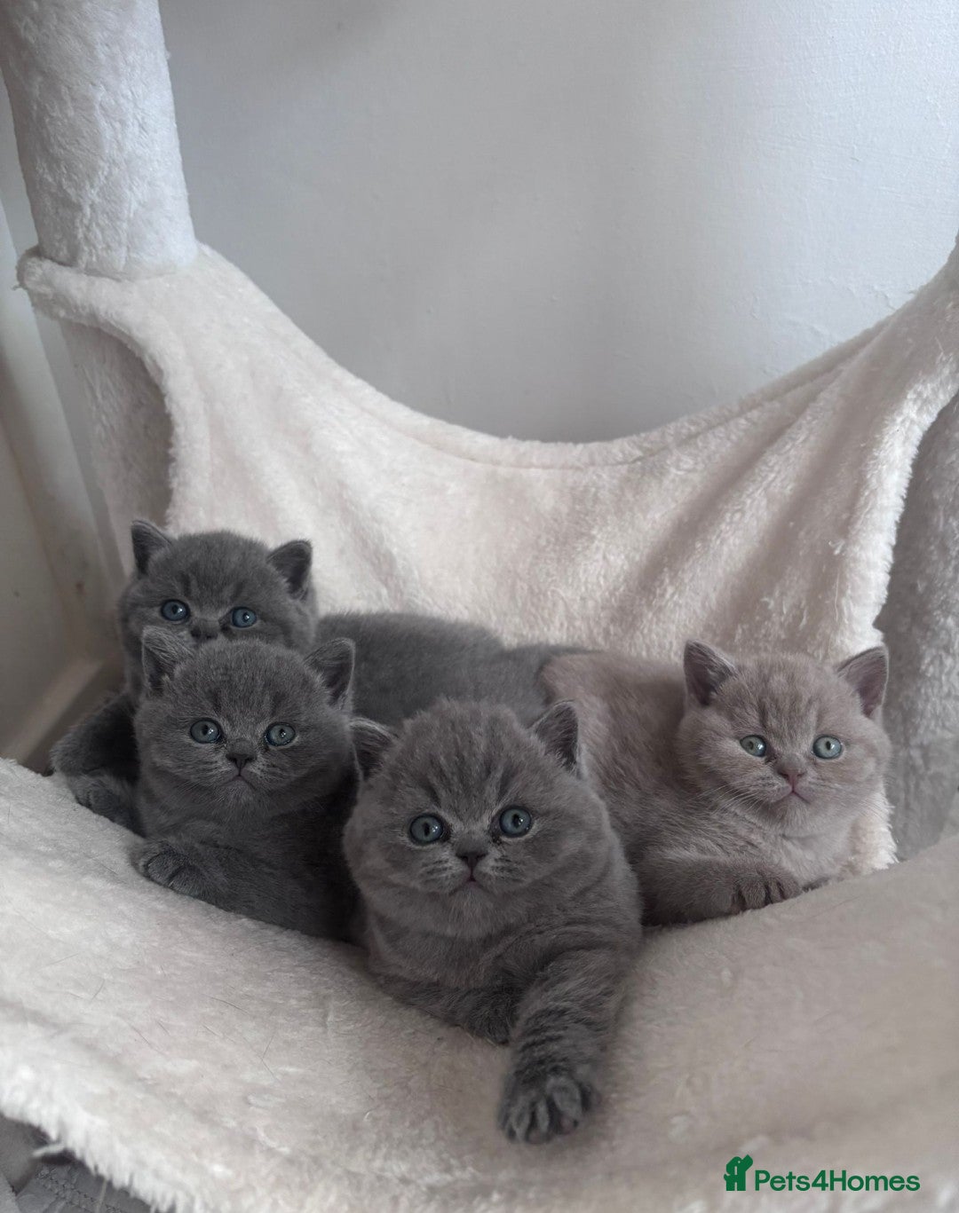 British Shorthair cats for stud: Champion British shorthair  in Derby - Image 7
