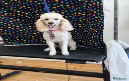 Miniature Poodle dogs for stud: MINIATURE POODLE  KC reg  Stud only  - Image 3