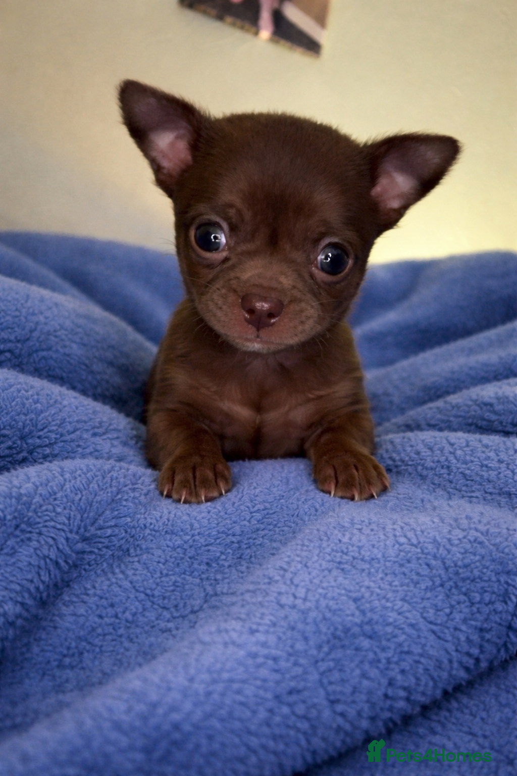 Chihuahua dogs Pedigree chihuahua puppies  - Advert 8